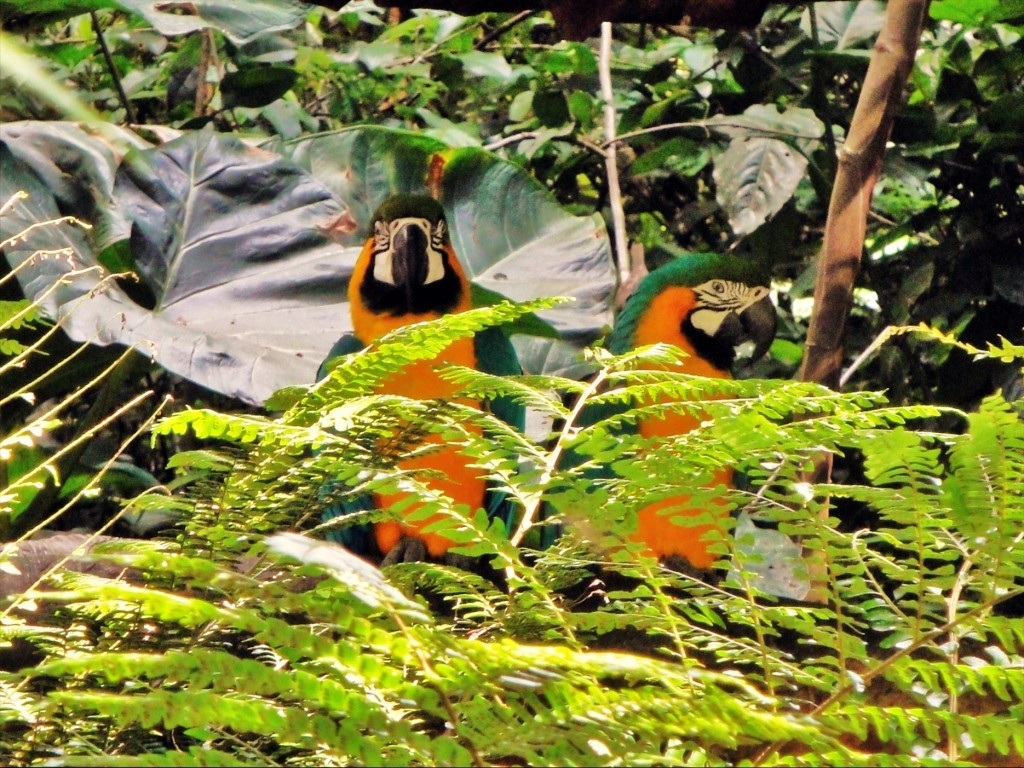 Foto: Parque das Aves - Foz do Iguaçú (Paraná), Brasil