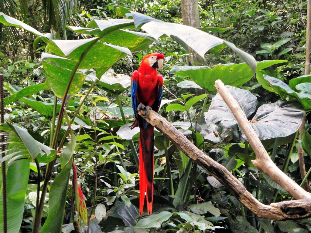 Foto: Parque das Aves - Foz do Iguaçú (Paraná), Brasil