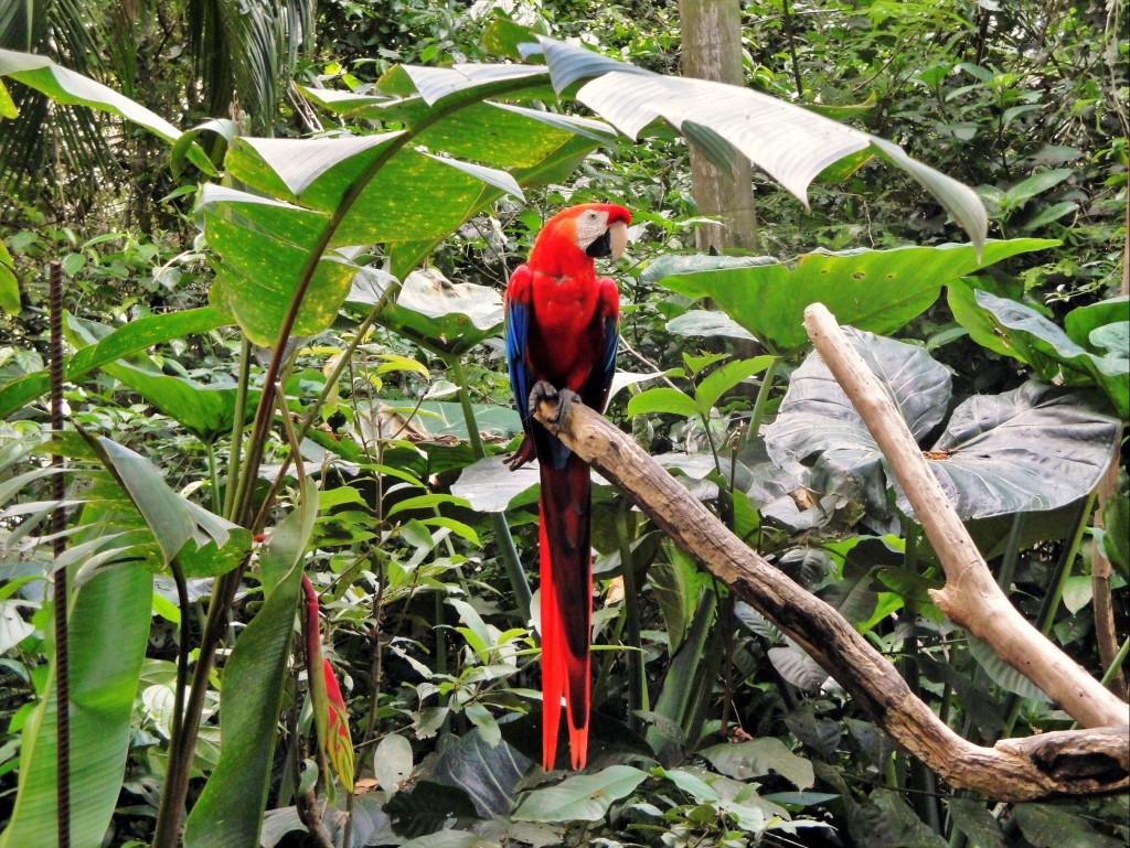 Foto: Parque das Aves - Foz do Iguaçú (Paraná), Brasil