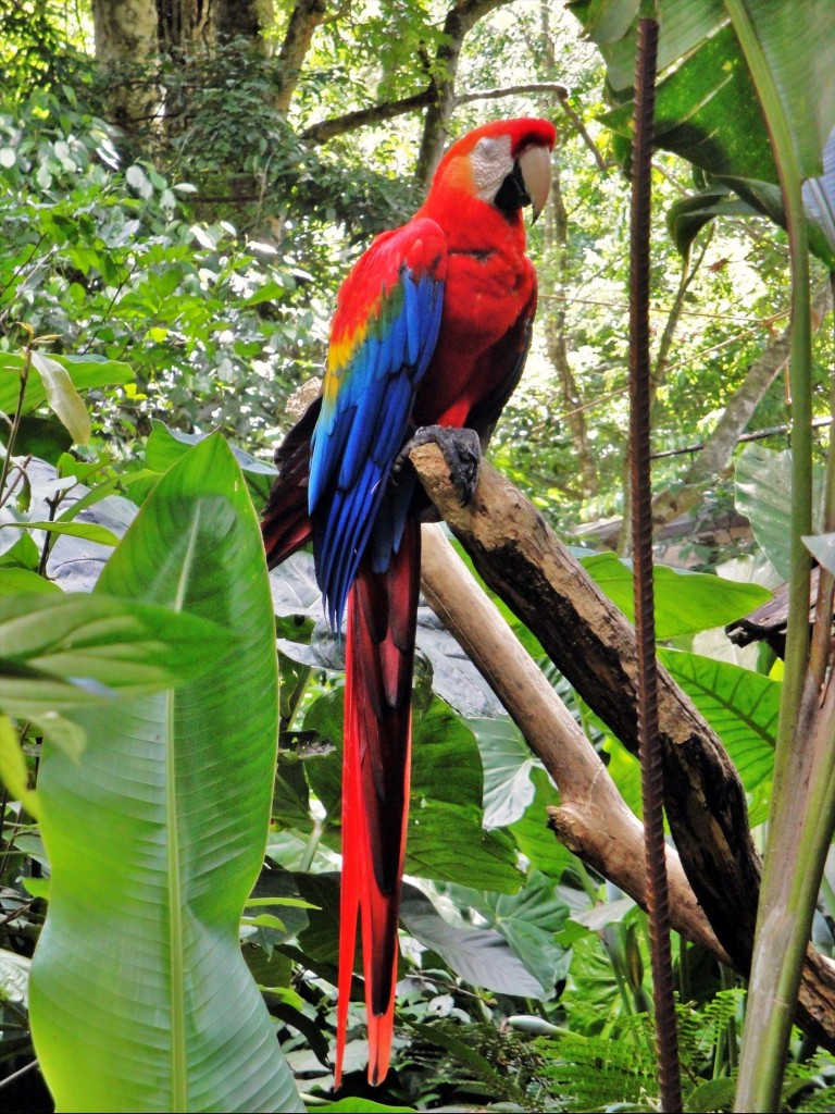 Foto: Parque das Aves - Foz do Iguaçú (Paraná), Brasil