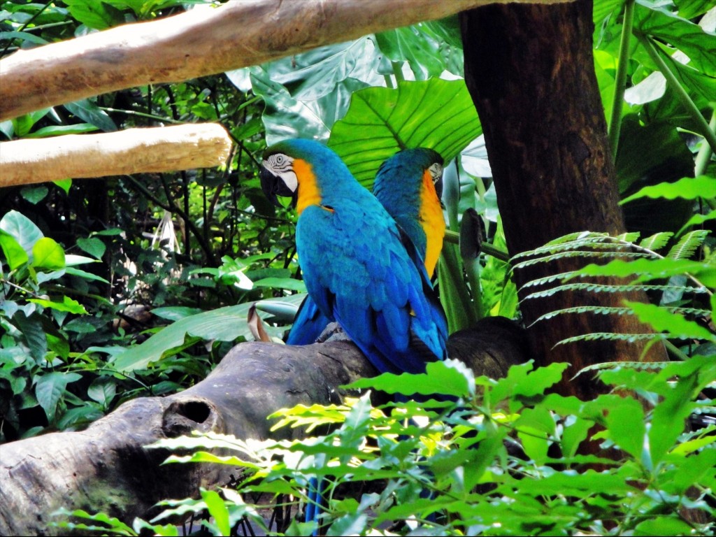 Foto: Parque das Aves - Foz do Iguaçú (Paraná), Brasil