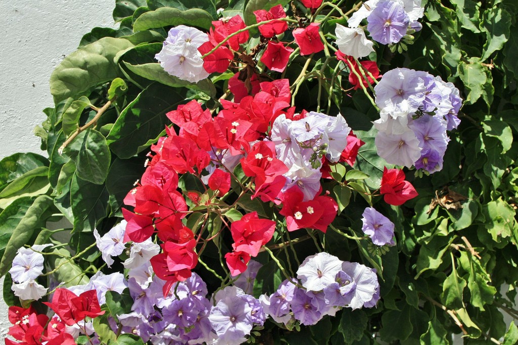 Foto: Interior del recinto amurallado - Óbidos (Leiria), Portugal