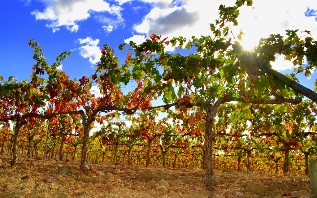 Foto: Viñas en Otoño - Fontrubí (Barcelona), España
