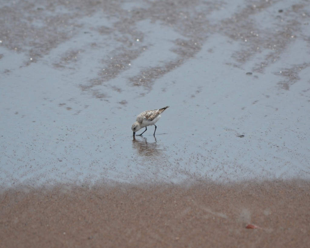 Foto de Jacob (Puntarenas), Costa Rica