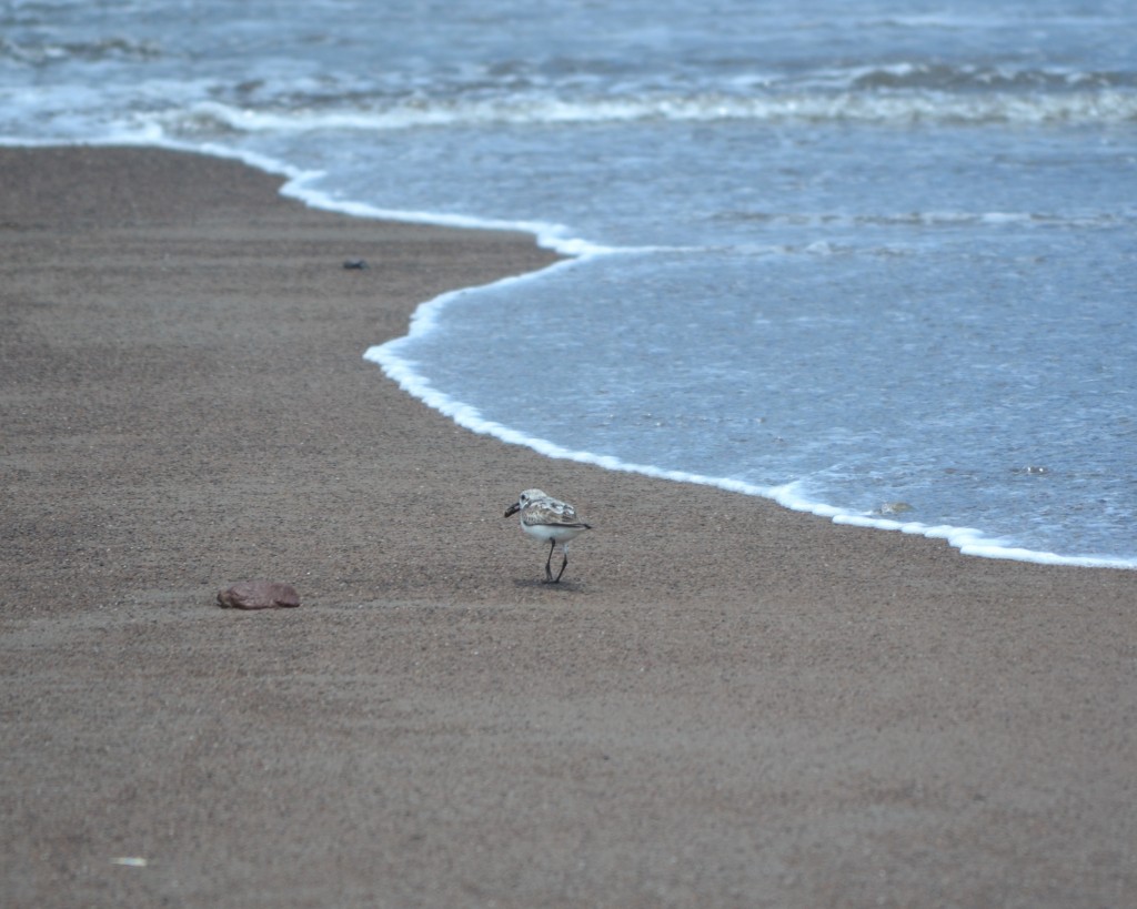 Foto de Jacob (Puntarenas), Costa Rica