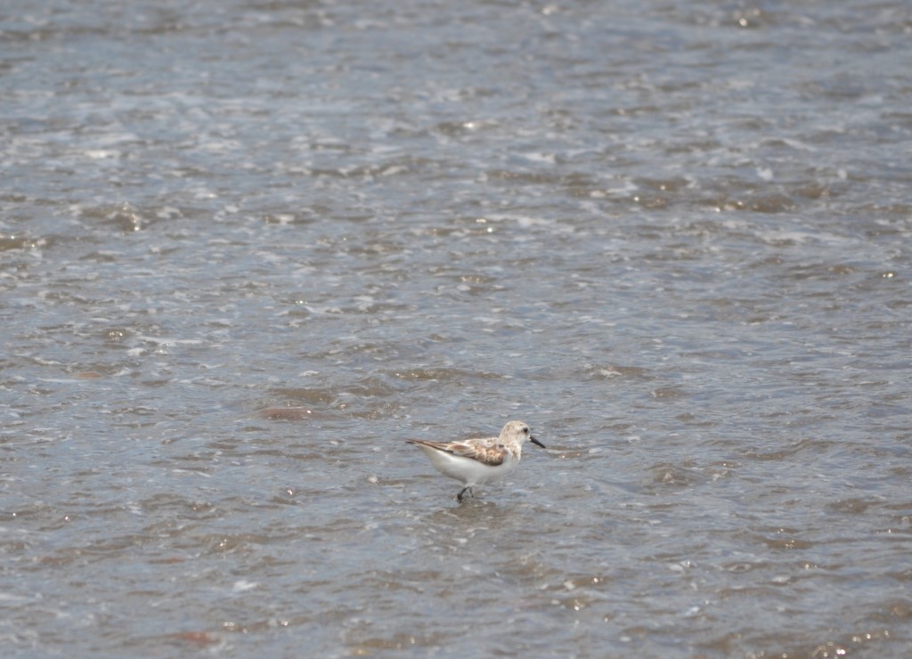 Foto de Jacob (Puntarenas), Costa Rica
