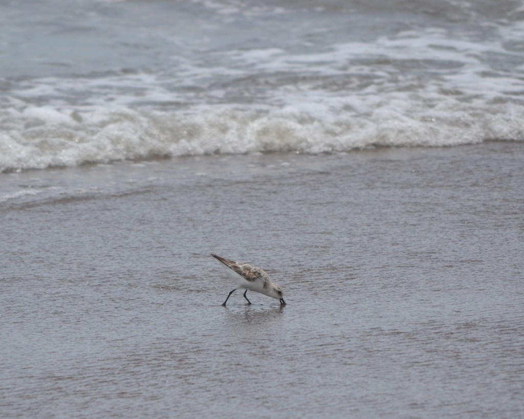 Foto de Jacob (Puntarenas), Costa Rica