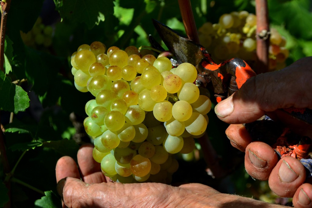Foto: Vendimia, el Penedes - Vilafranca del Penedes (Barcelona), España