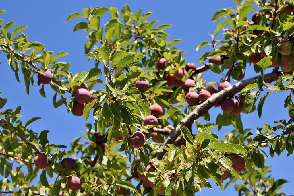 Foto: Ciruelas en el castillo - Marvao (Portalegre), Portugal