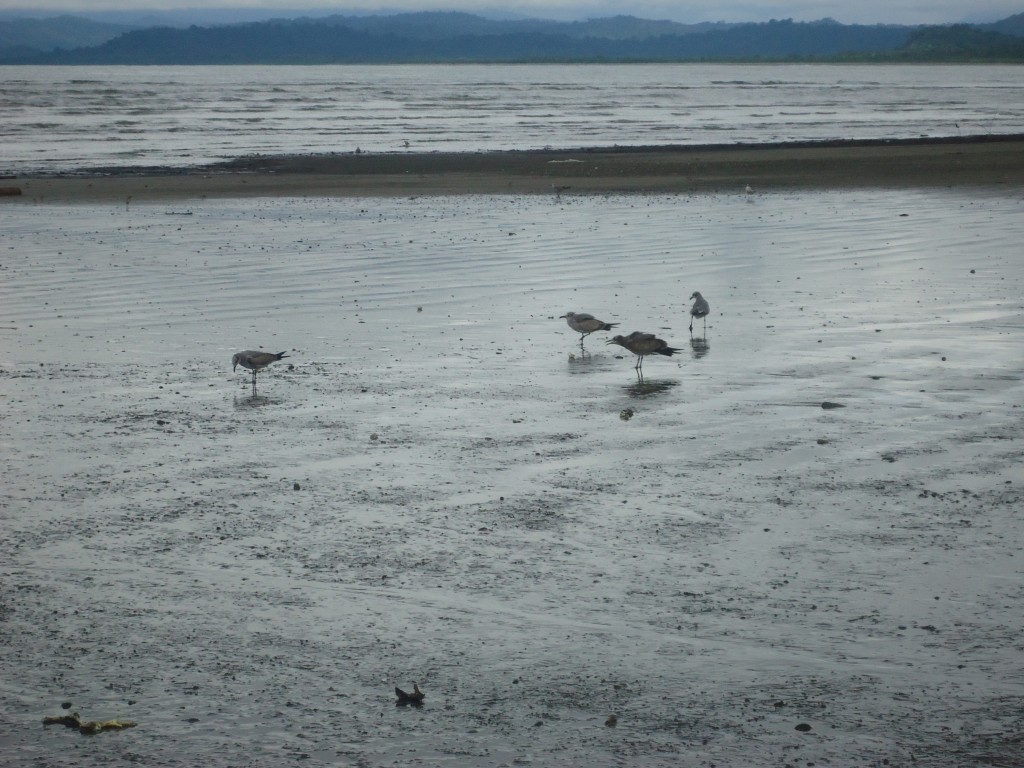 Foto: Pajaros - Nuqui (Chocó), Colombia