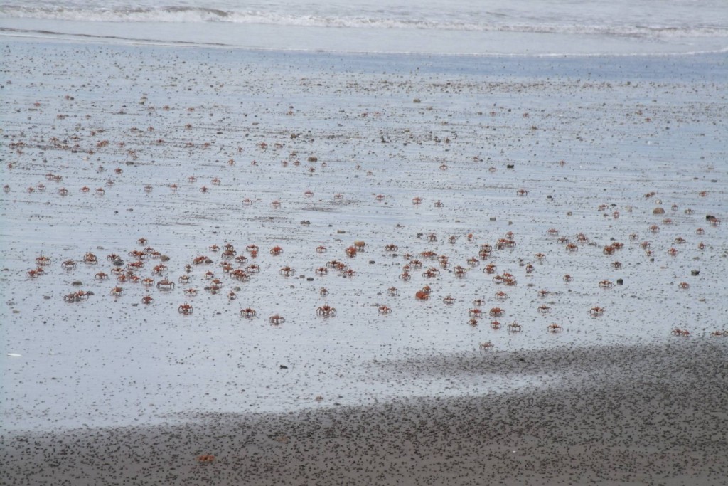 Foto: Cangrejos - Nuqui (Chocó), Colombia