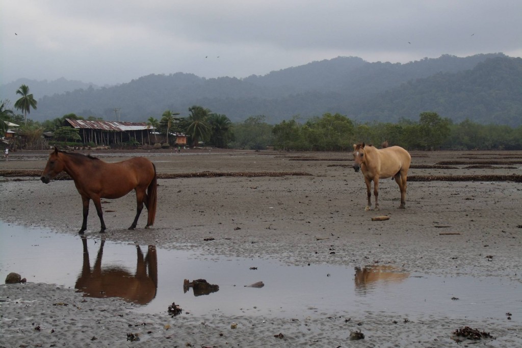 Foto: caballos - Nuqui (Chocó), Colombia