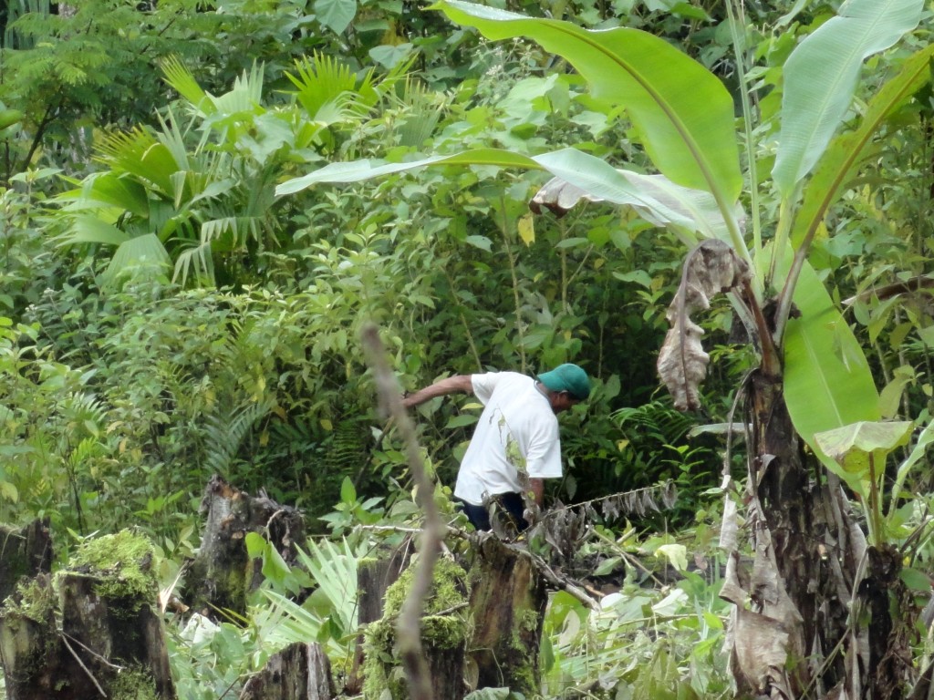 Foto: Una mata deplatano - Madre Tierra (Pastaza), Ecuador