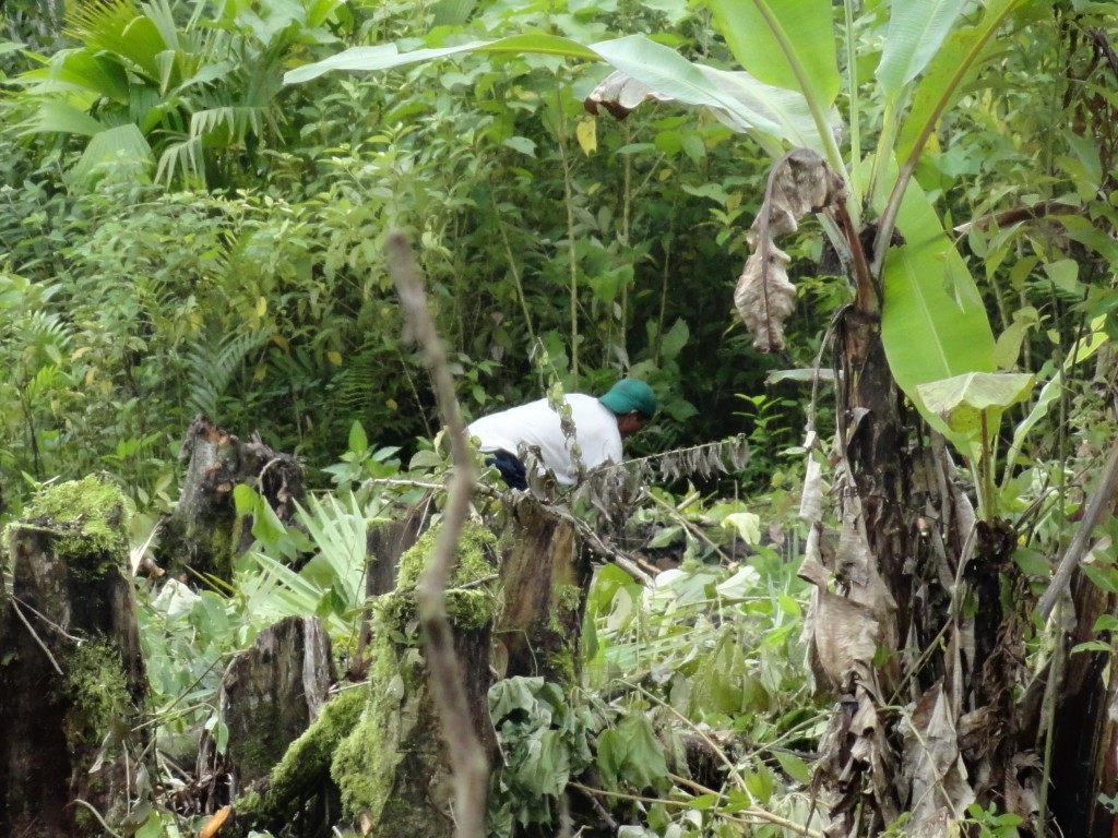 Foto: Uan mata de paltano - Madre Tierra (Pastaza), Ecuador