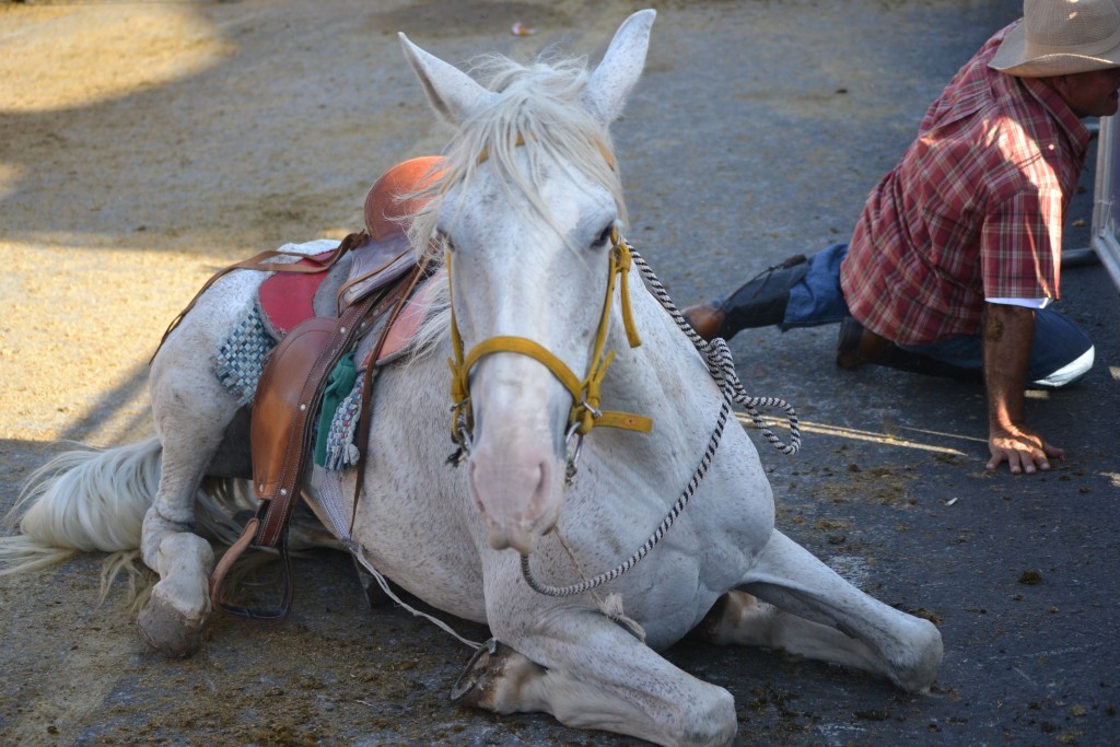 Foto: TOPE PALMARES 20013 - Palmares (Alajuela), Costa Rica