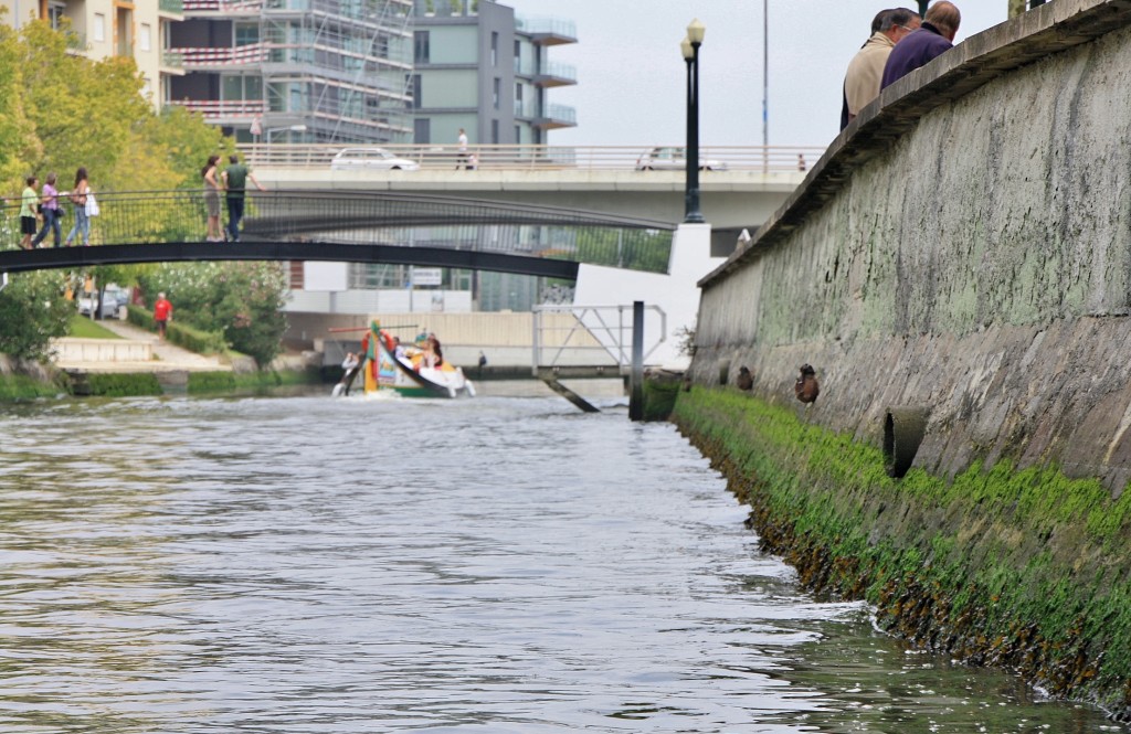 Foto: Navegando en un moliceiro - Aveiro, Portugal