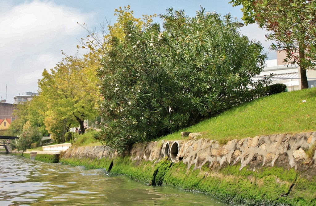 Foto: Navegando en un moliceiro - Aveiro, Portugal