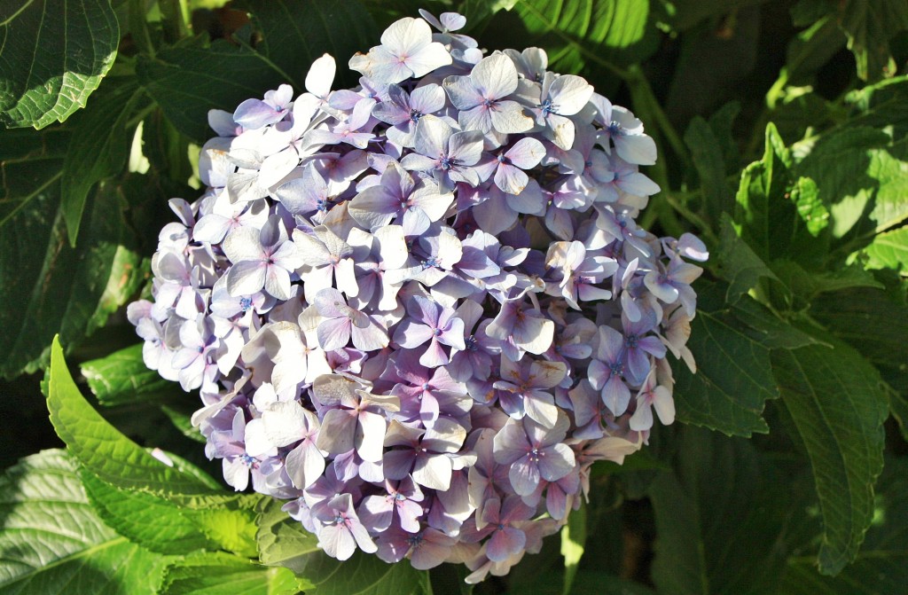 Foto: Un poco de color - Trancoso (Guarda), Portugal