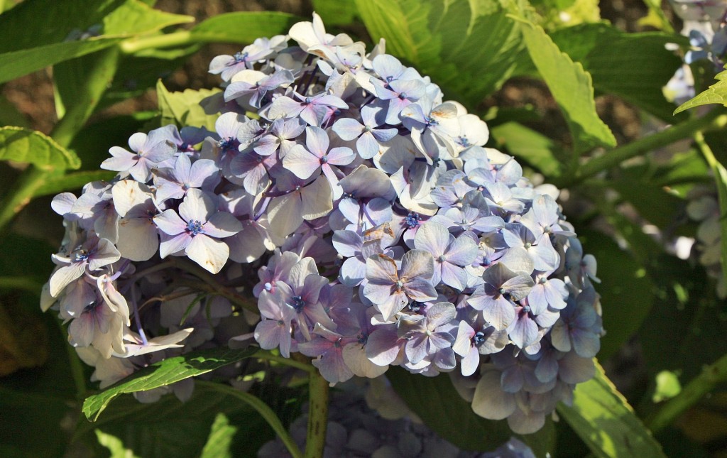 Foto: Un poco de color - Trancoso (Guarda), Portugal