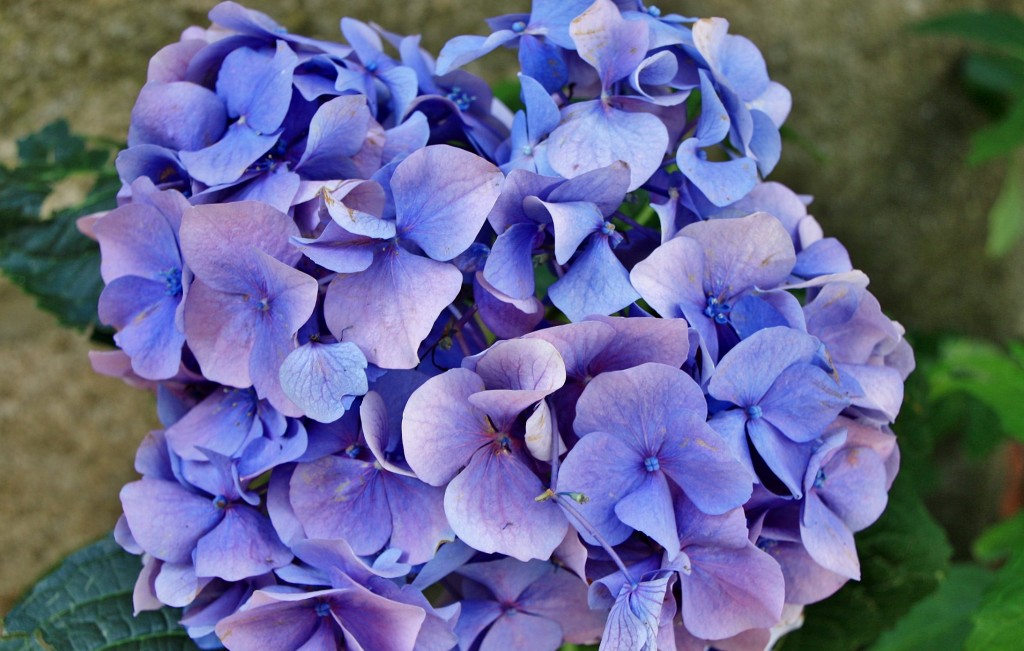 Foto: Un poco de color - Trancoso (Guarda), Portugal