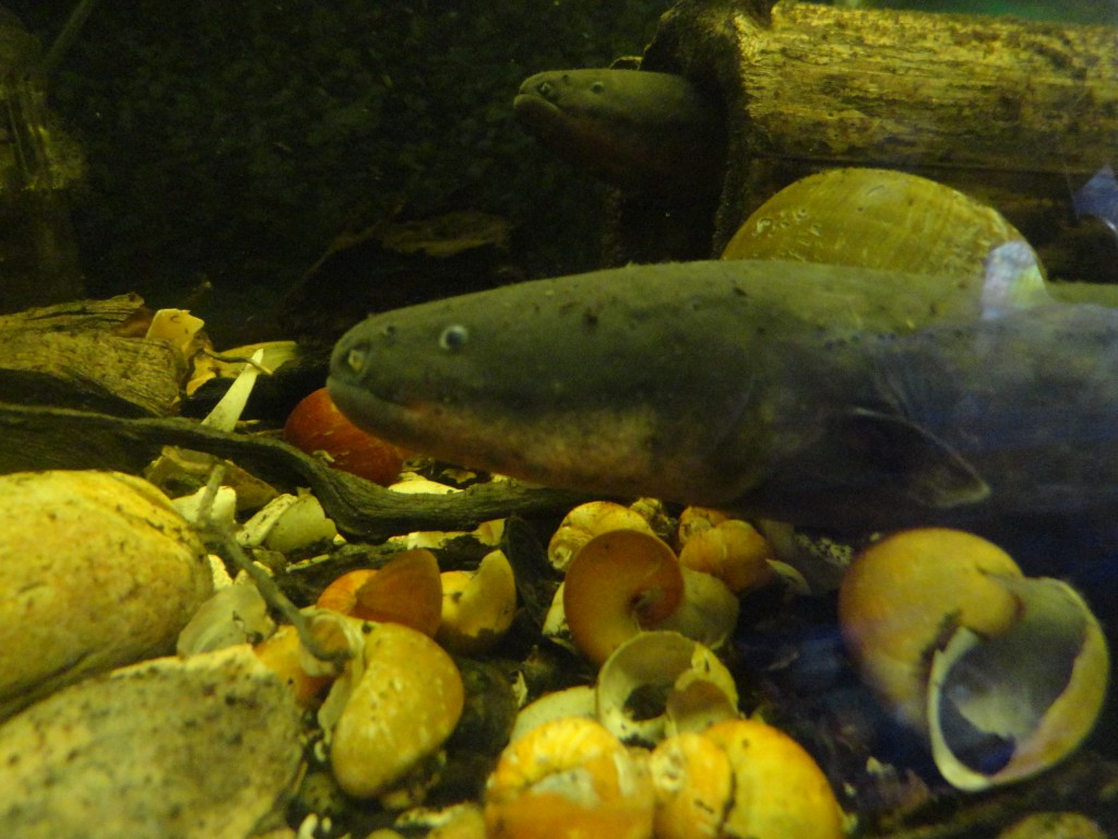 Foto: Anguilas eléctricas - Puyo (Pastaza), Ecuador