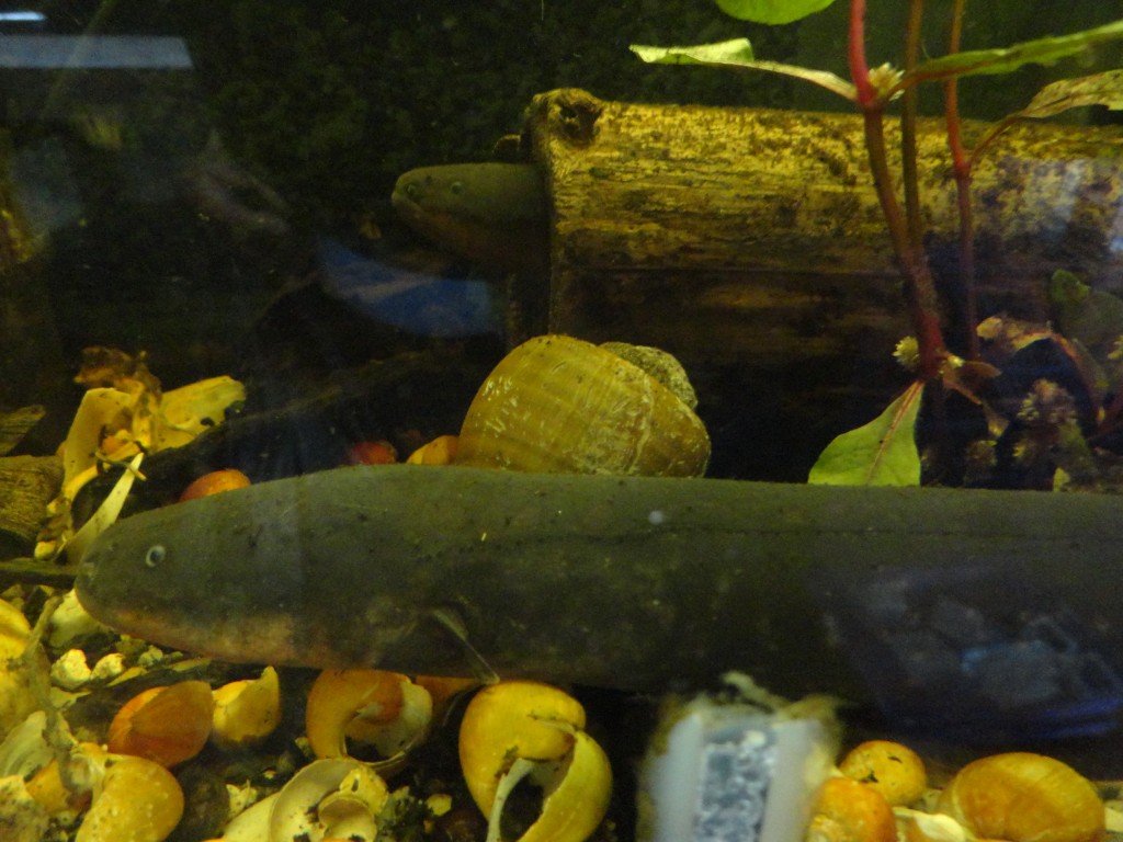 Foto: Anguilas eléctricas - Puyo (Pastaza), Ecuador