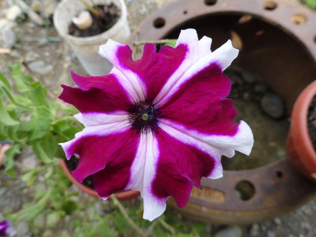 Foto: Flor - Shell (Pastaza), Ecuador