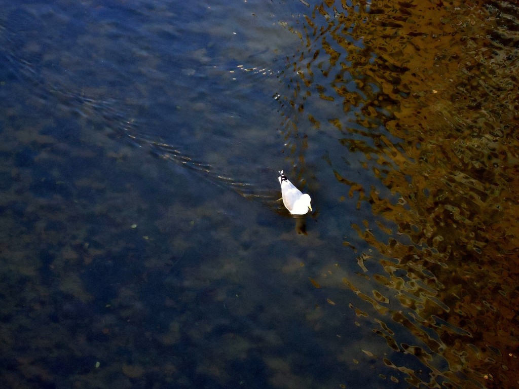 Foto: Rio Onyar - Girona (Cataluña), España
