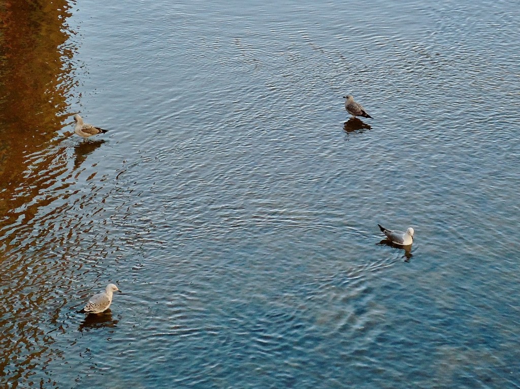Foto: Rio Onyar - Girona (Cataluña), España