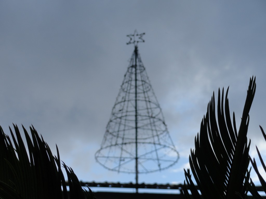 Foto: Arbol - Puyo (Pastaza), Ecuador