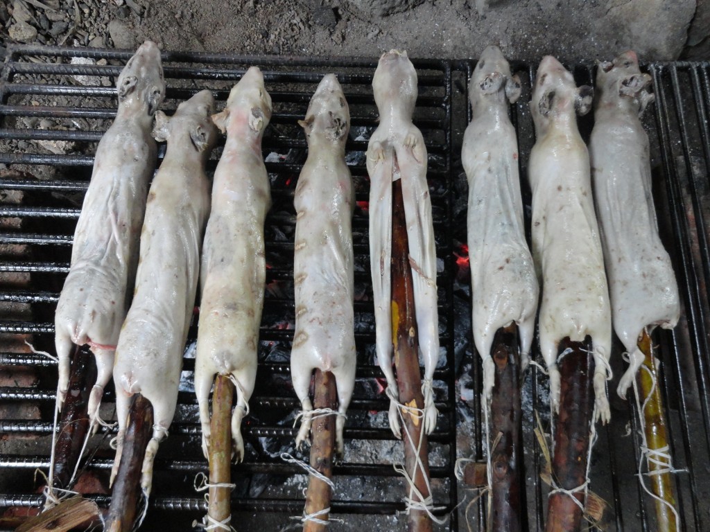 Foto: Cuyes - Shell (Pastaza), Ecuador