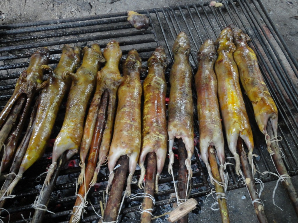Foto: Cuyes - Shell (Pastaza), Ecuador