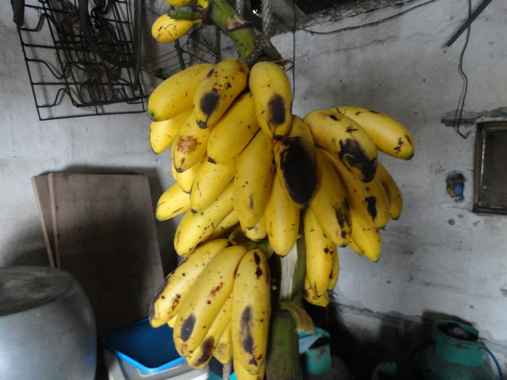 Foto: Oritos maduros - Shell (Pastaza), Ecuador