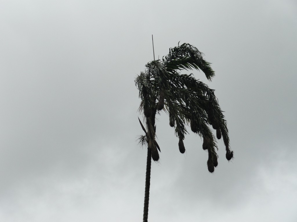 Foto: Arbol de Chontaduro - Shell (Pastaza), Ecuador