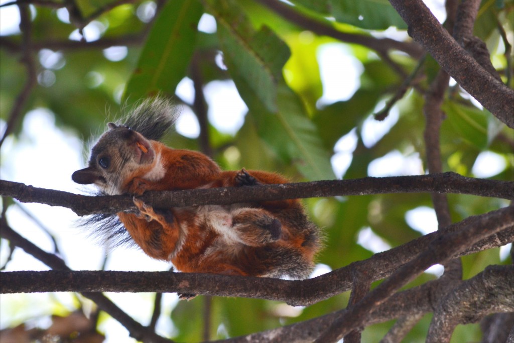 Foto: PARQUE CENTRAL DE ALAJUELA - Alajuela, Costa Rica