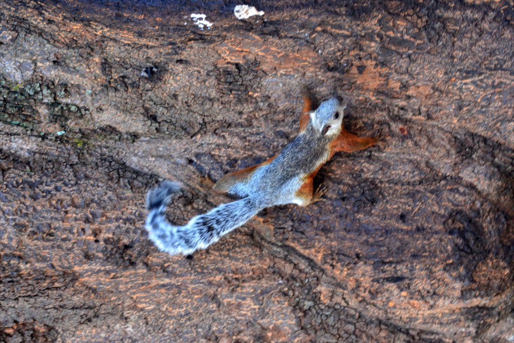 Foto de Alajuela, Costa Rica