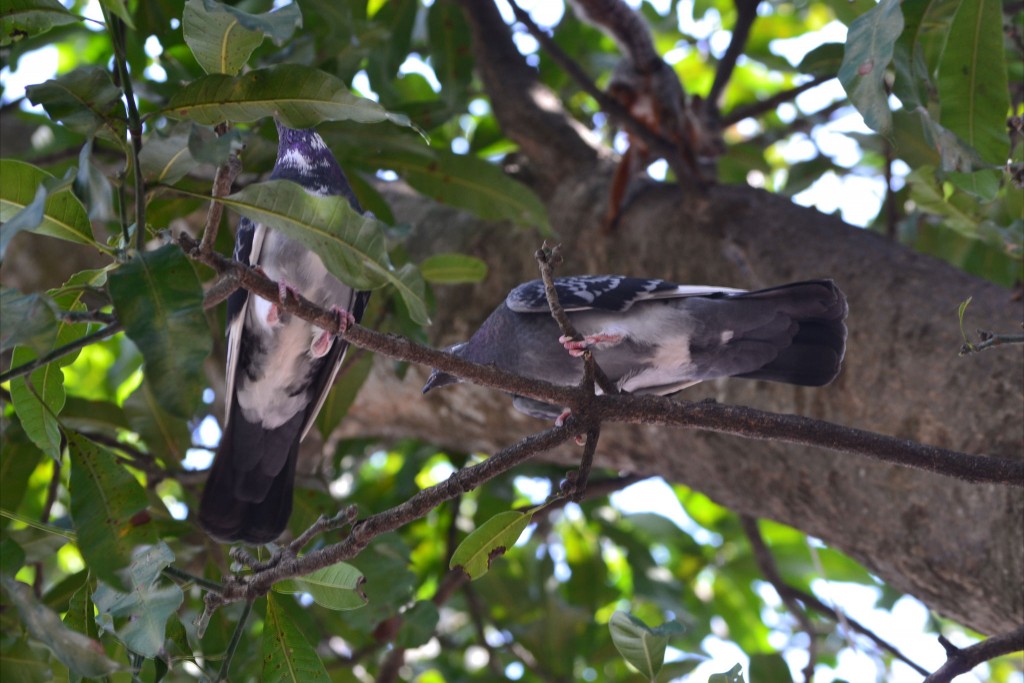 Foto de Alajuela, Costa Rica