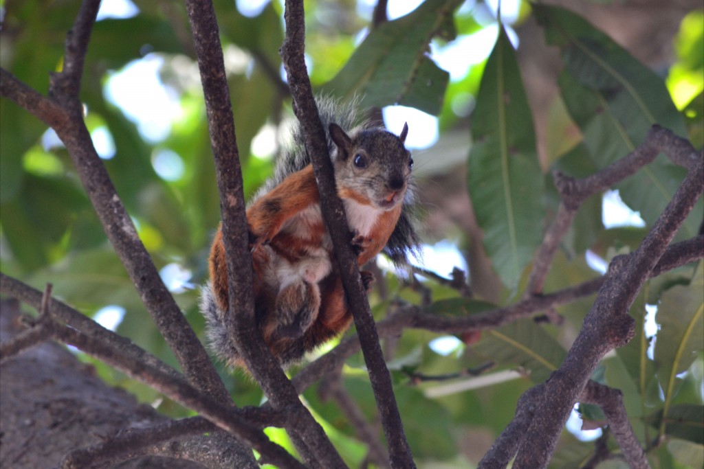 Foto de Alajuela, Costa Rica