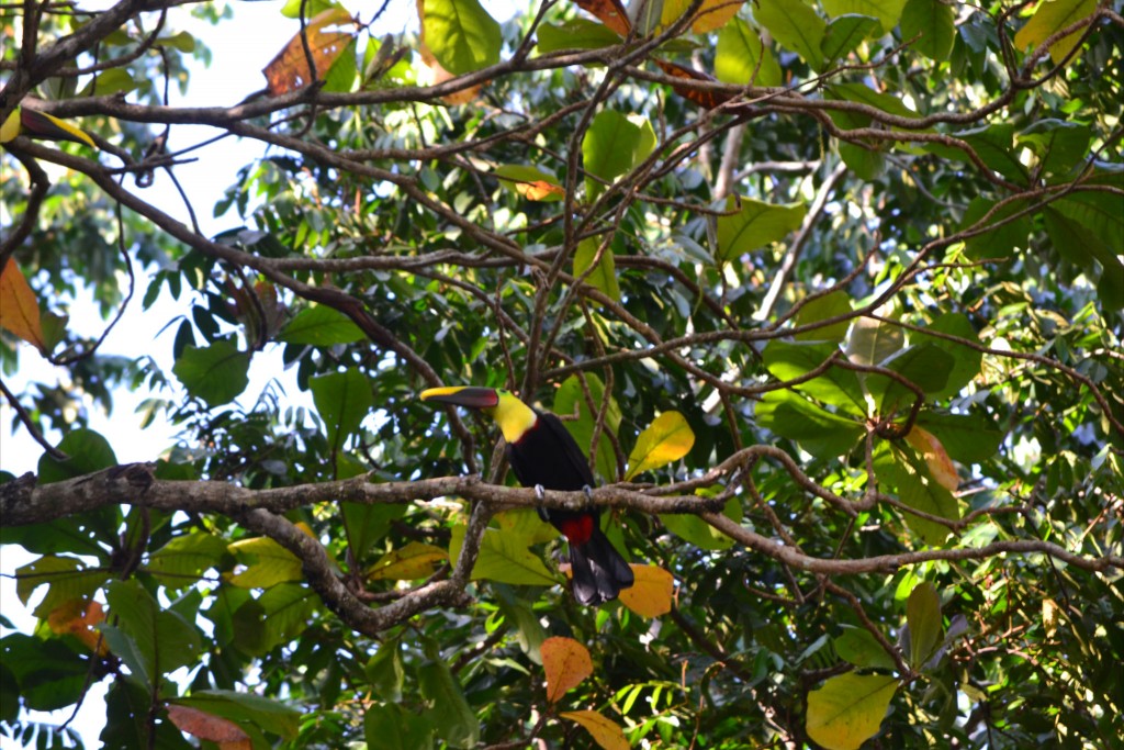 Foto: JACÓ, GARABITO, PUNTARENAS - Garabito (Puntarenas), Costa Rica