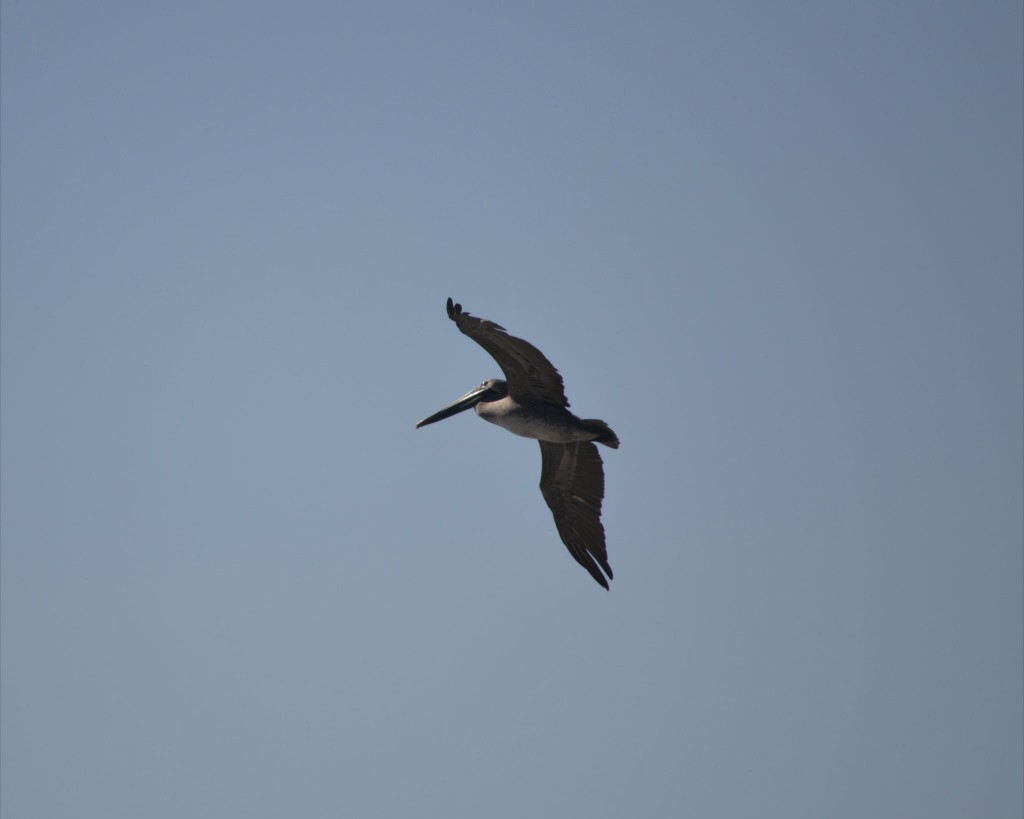 Foto: JACÓ, GARABITO, PUNTARENAS - Garabito (Puntarenas), Costa Rica