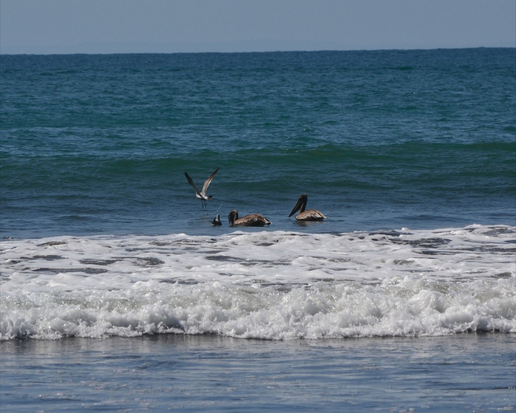 Foto: JACÓ, GARABITO, PUNTARENAS - Garabito (Puntarenas), Costa Rica