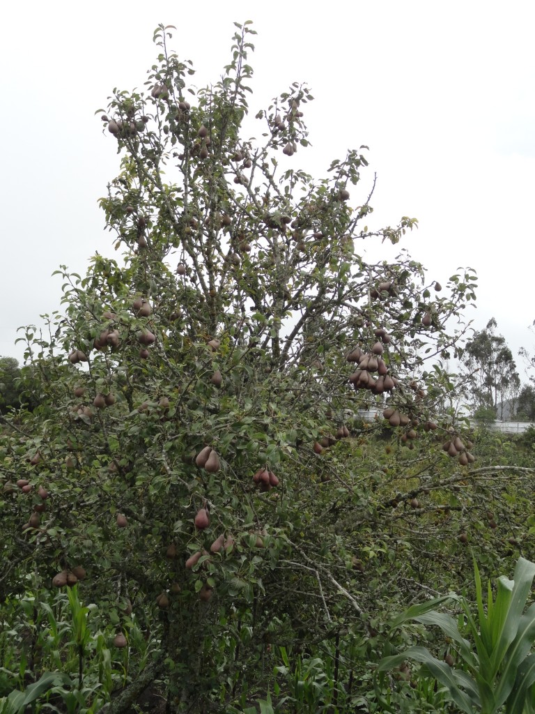 Foto: Mata de Peras - Bayushig (Chimborazo), Ecuador