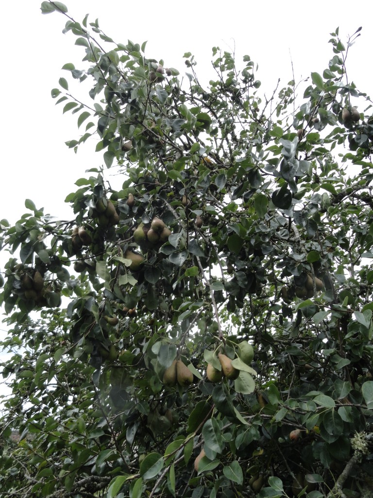 Foto: Mata de Peras - Bayushig (Chimborazo), Ecuador