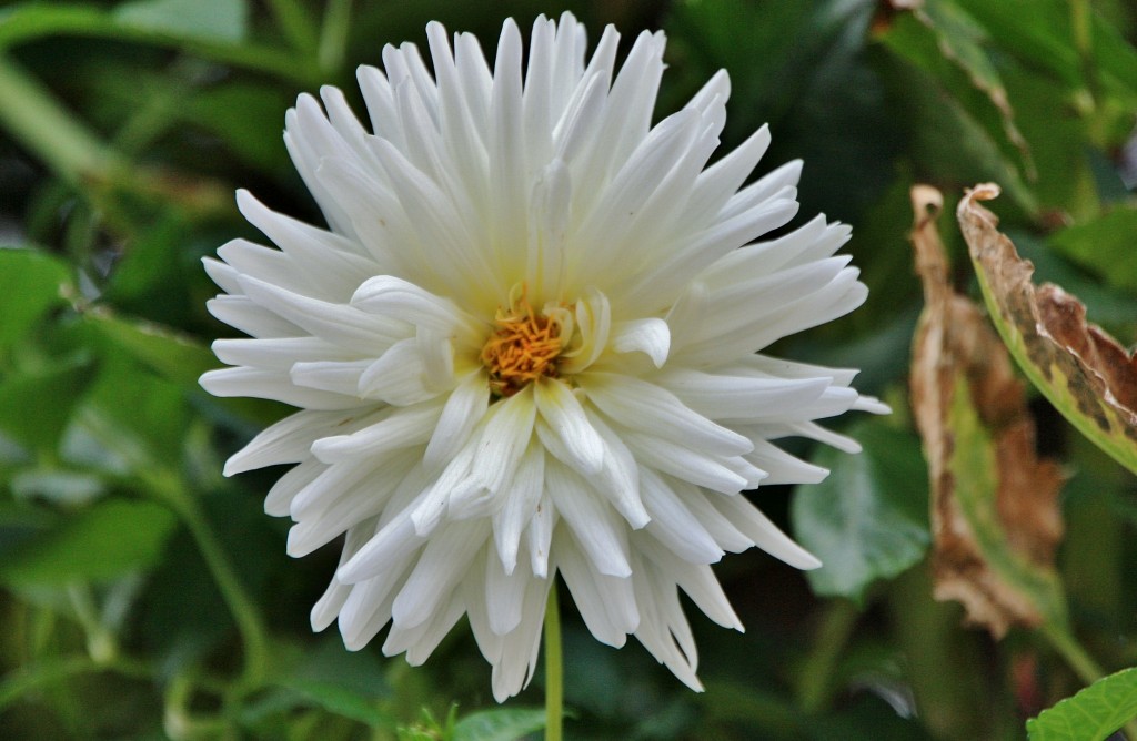 Foto: Un poco de color - La Iruela (Jaén), España
