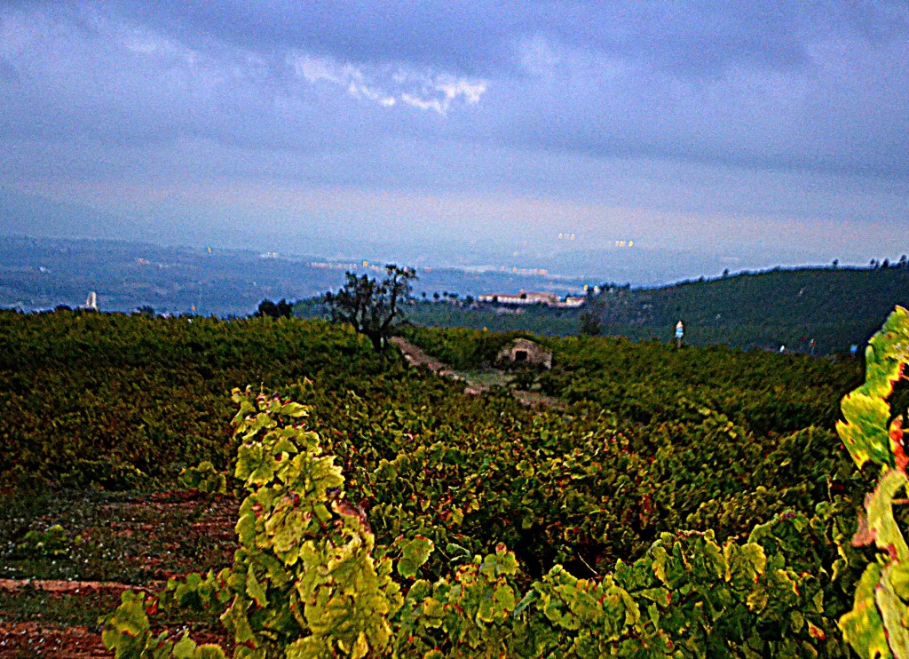 Foto: Paisaje de viñas - Penedes (Barcelona), España
