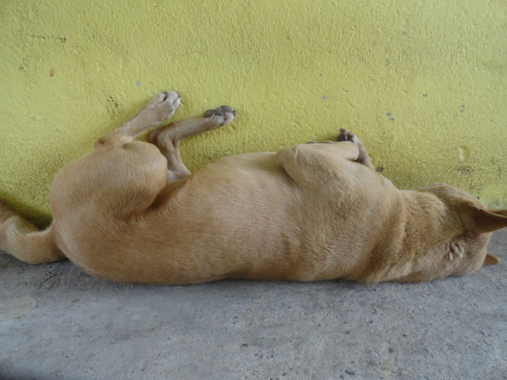Foto: descansando - Puyo (Pastaza), Ecuador