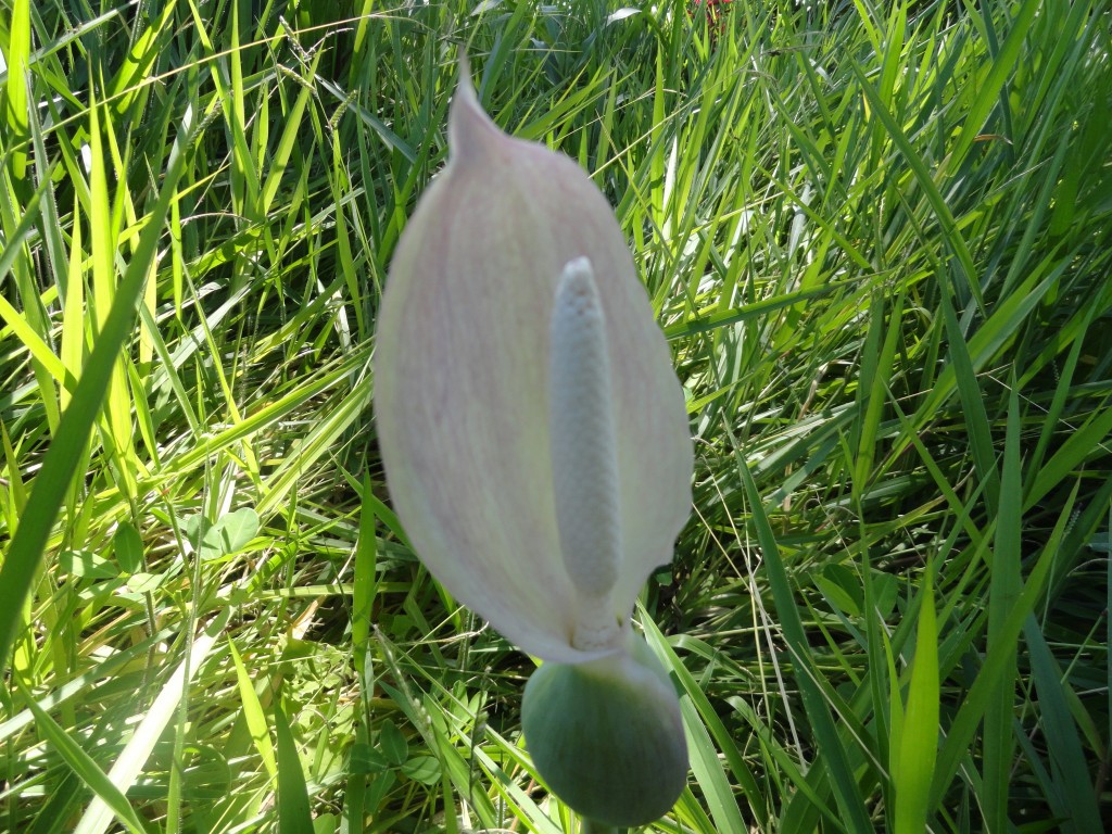 Foto: Anturio - Shell (Pastaza), Ecuador