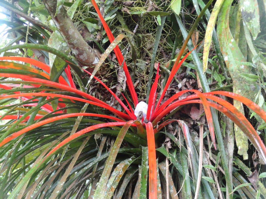 Foto: Bromelia - Shell (Pastaza), Ecuador