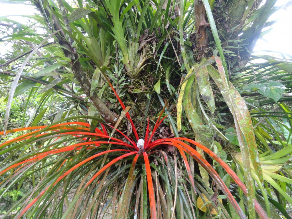 Foto: Bromelia - Shell (Pastaza), Ecuador