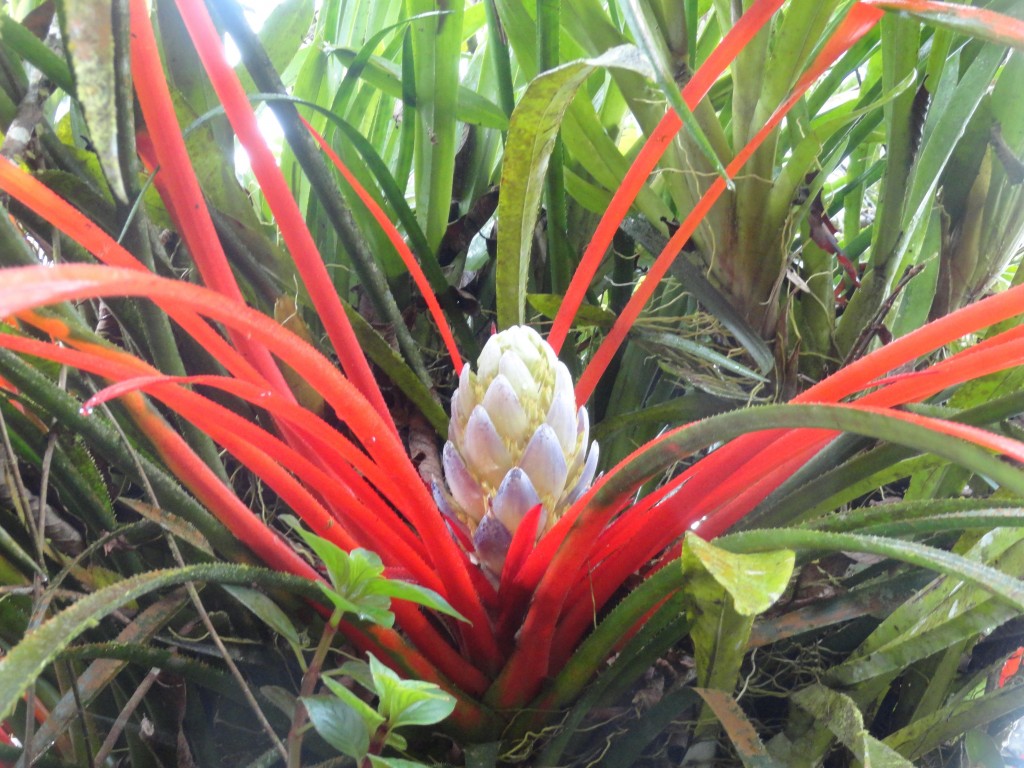 Foto: Bromelia - Shell (Pastaza), Ecuador